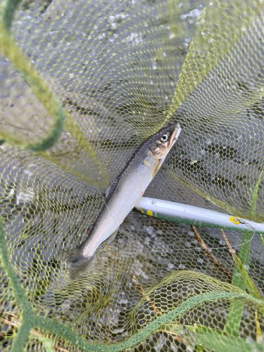 アユの釣果