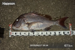 マダイの釣果
