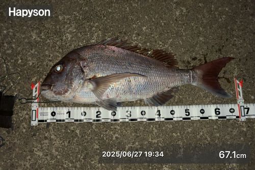 マダイの釣果