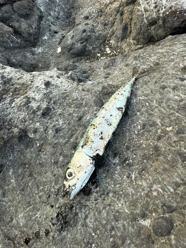 マサバの釣果
