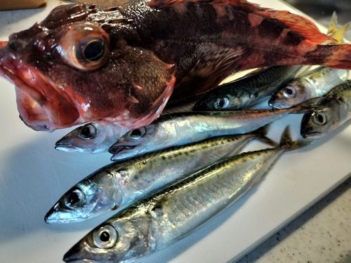 マサバの釣果