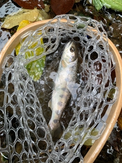 ヤマメの釣果
