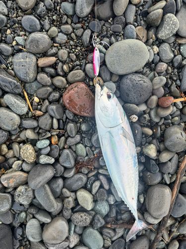 ソウダガツオの釣果