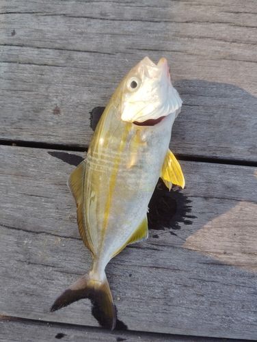ショゴの釣果