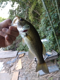 ラージマウスバスの釣果