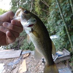 ラージマウスバス