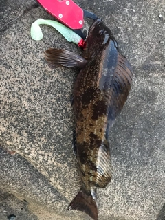 アイナメの釣果
