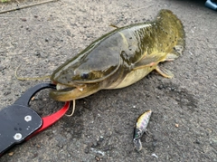 ナマズの釣果