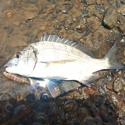 ミナミクロダイ