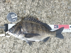 クロダイの釣果