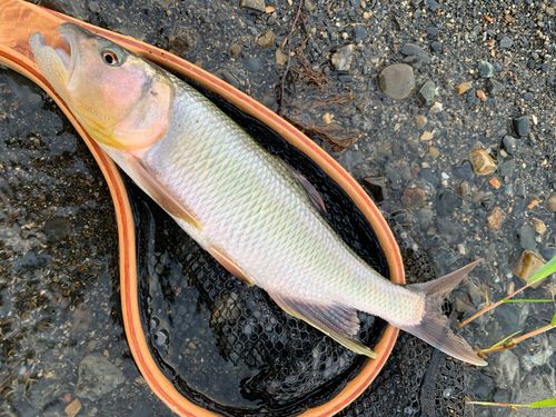 ハスの釣果