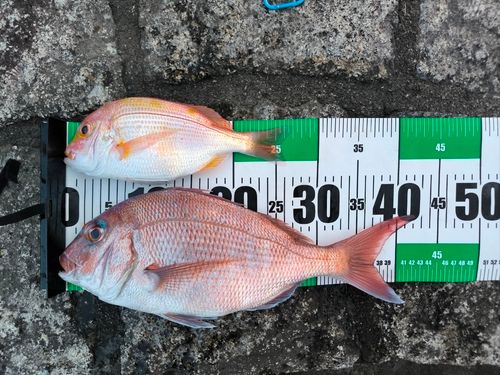 タイの釣果