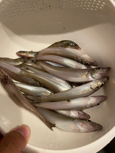 キスの釣果