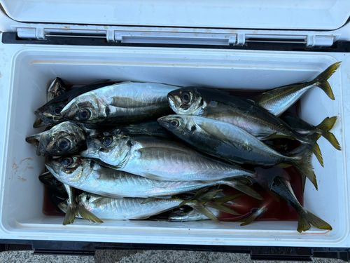 マアジの釣果