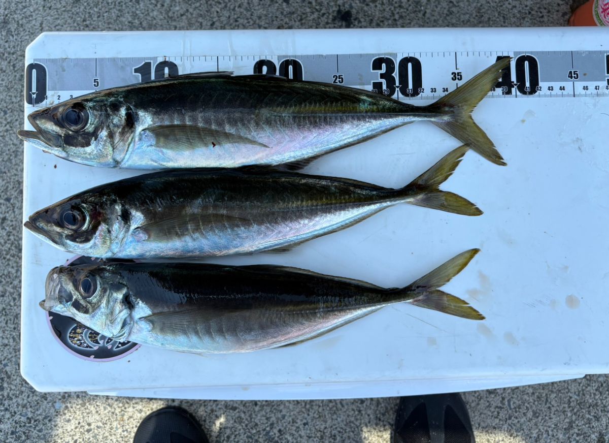 シーラインさんの釣果 2枚目の画像