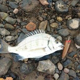 ミナミクロダイ