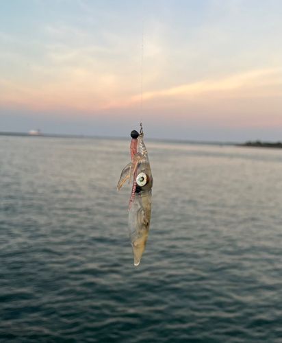 イカの釣果