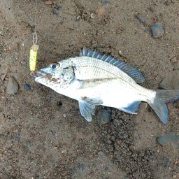 ミナミクロダイ