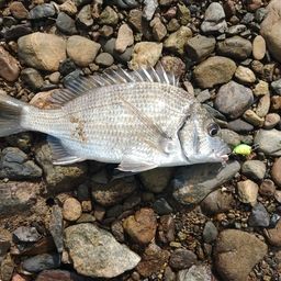 ミナミクロダイ