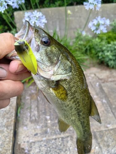 ラージマウスバスの釣果
