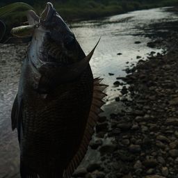 ミナミクロダイ