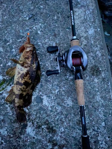 ベッコウゾイの釣果