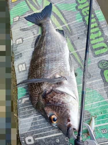 チヌの釣果