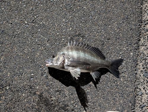 チヌの釣果