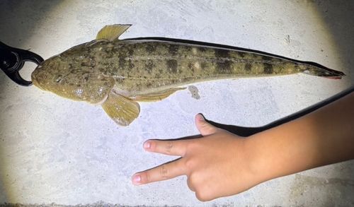 マゴチの釣果