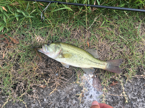 ラージマウスバスの釣果