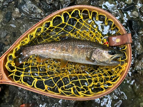 ヤマメの釣果