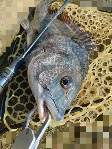 チヌの釣果