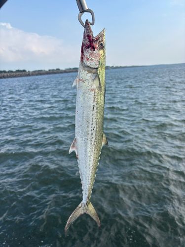 サゴシの釣果