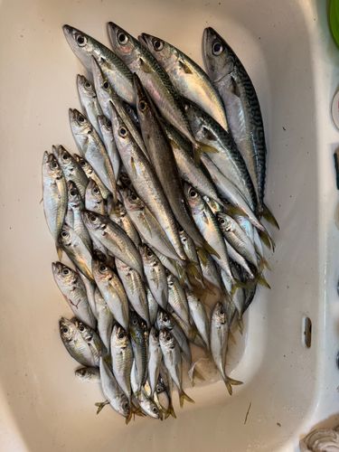 アジの釣果