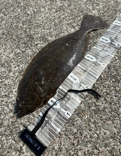 ヒラメの釣果