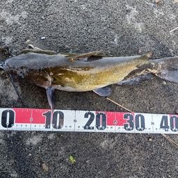 アメリカンキャットフィッシュ