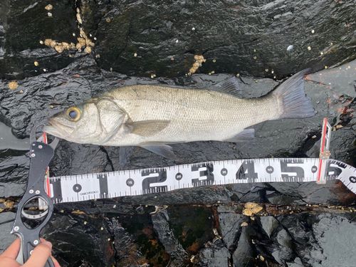 ヒラスズキの釣果