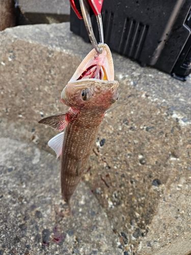 エソの釣果