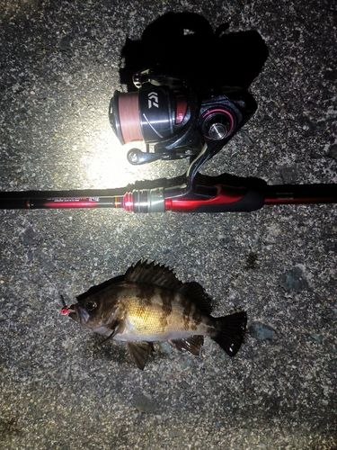 メバルの釣果