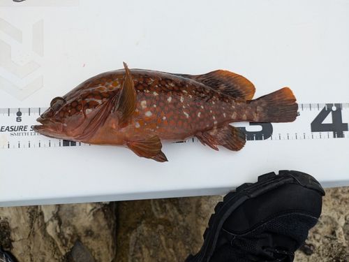 アコウの釣果