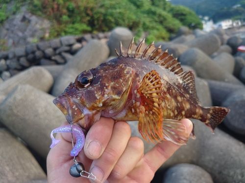 アカハタの釣果