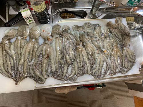 タコの釣果
