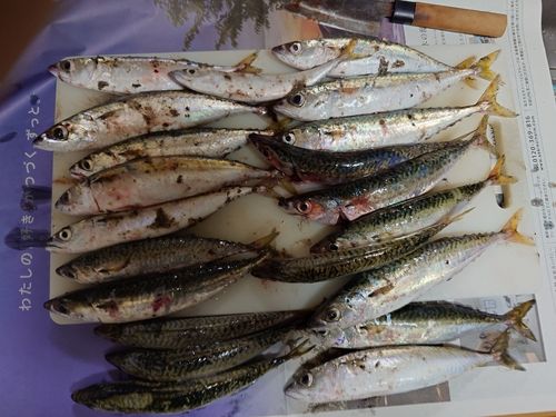 釣果