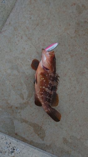 キジハタの釣果