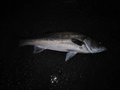 セイゴ（マルスズキ）の釣果