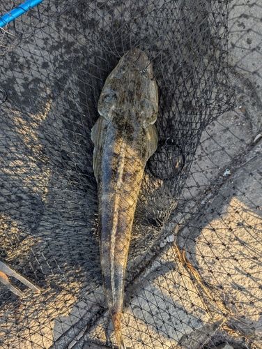 マゴチの釣果