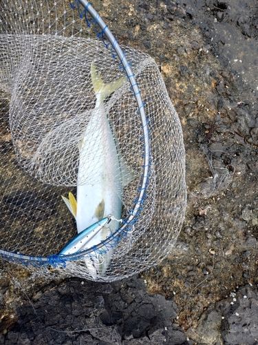 ヒラマサの釣果