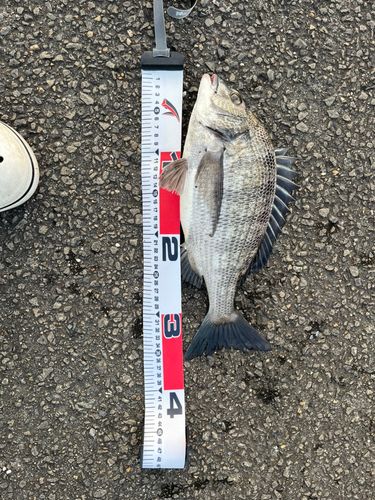 クロダイの釣果
