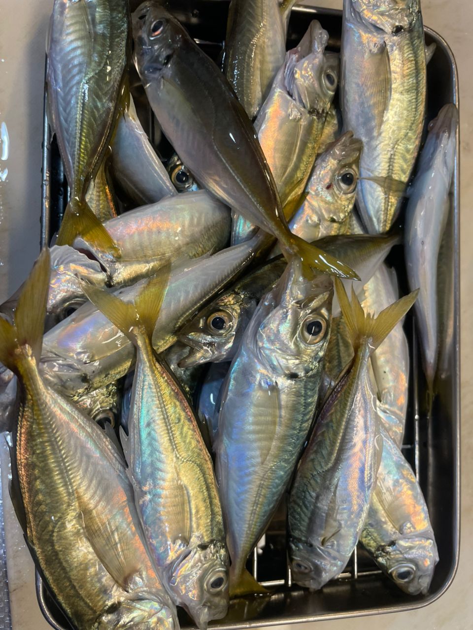 シマノ　HOLIDAY ＩＳＯ Ｒ アオリイカ　2-530　美品 シマノ shimano HOLIDAY ISO R アオリイカ 2-530 ホリデーISO R