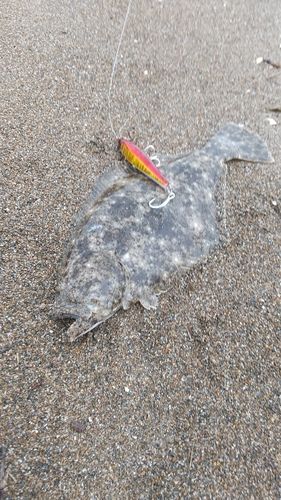 ソゲの釣果